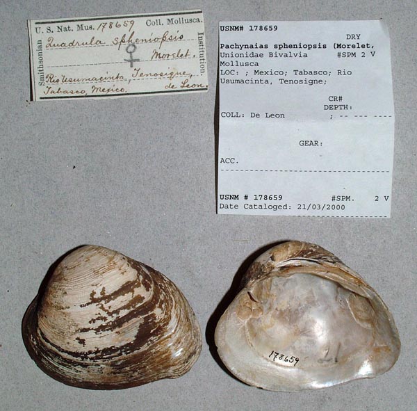 specimen