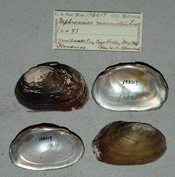 specimen