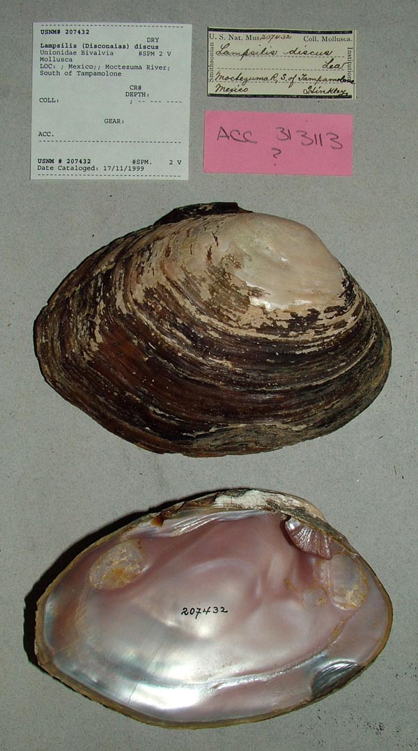 specimen