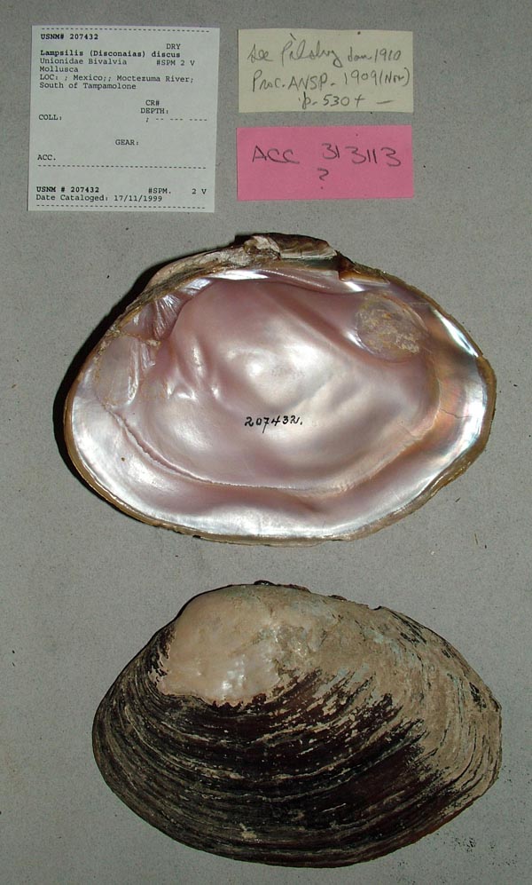 specimen