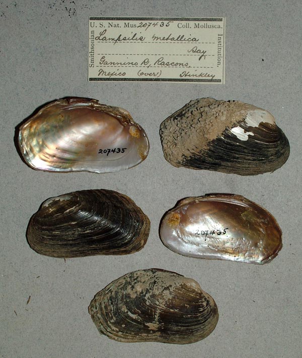 specimen