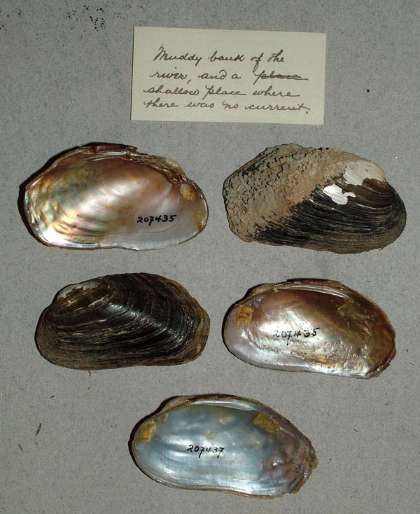 specimen