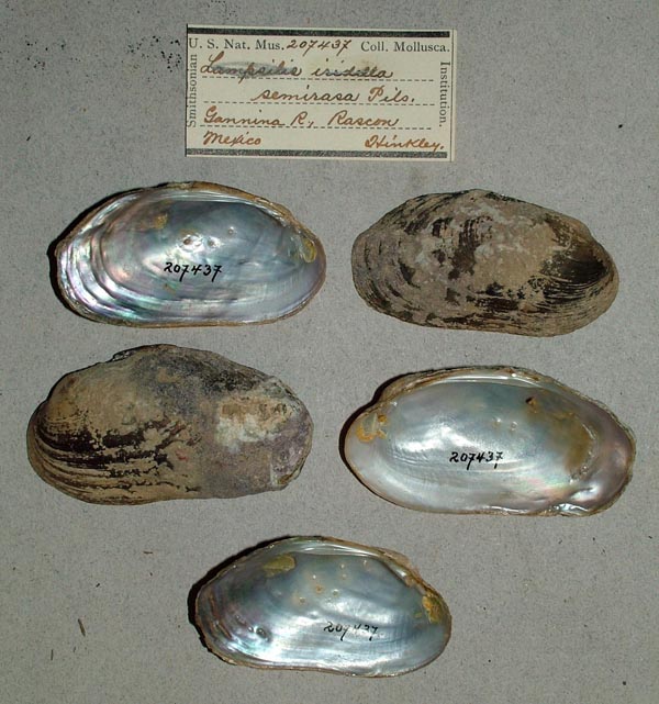 specimen