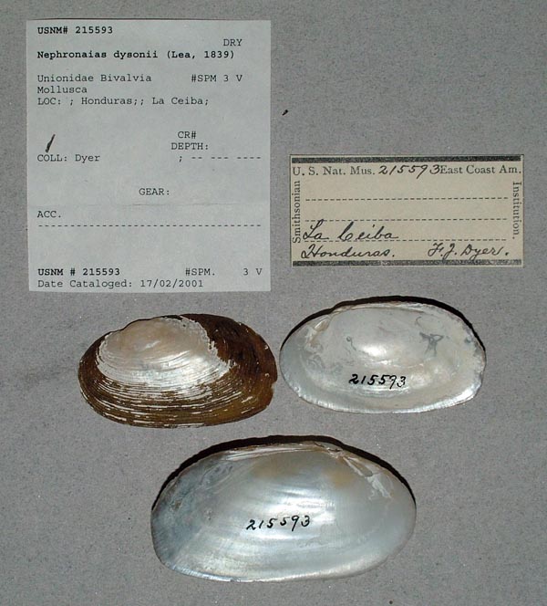 specimen