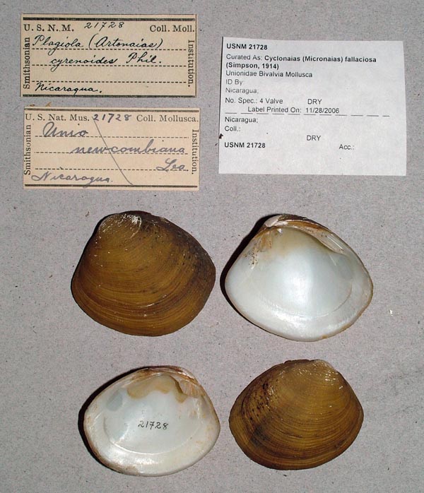 specimen