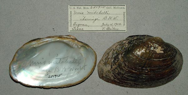 specimen