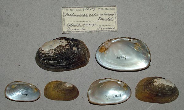 specimen