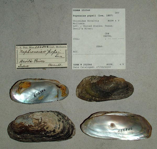 specimen