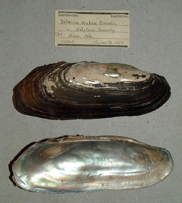 specimen