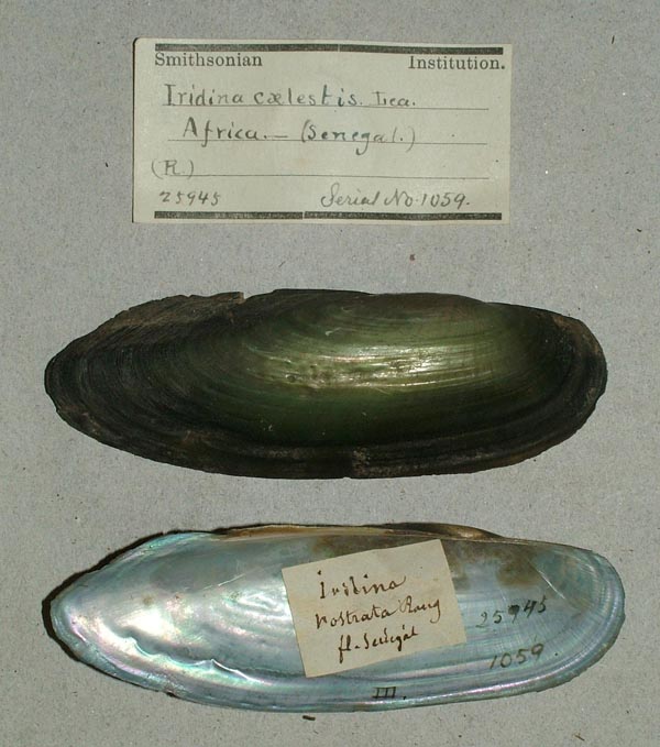specimen