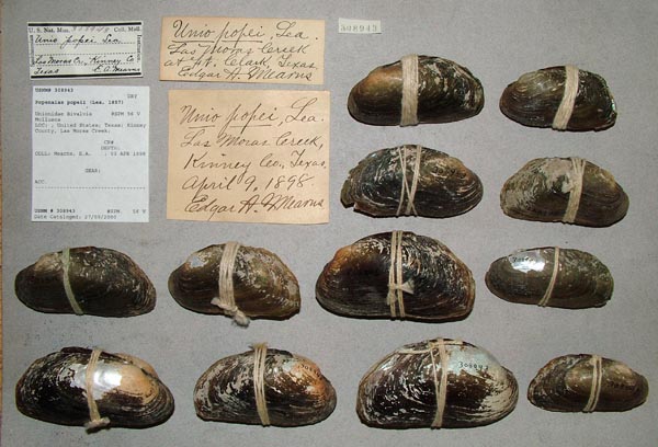 specimen