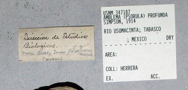 specimen
