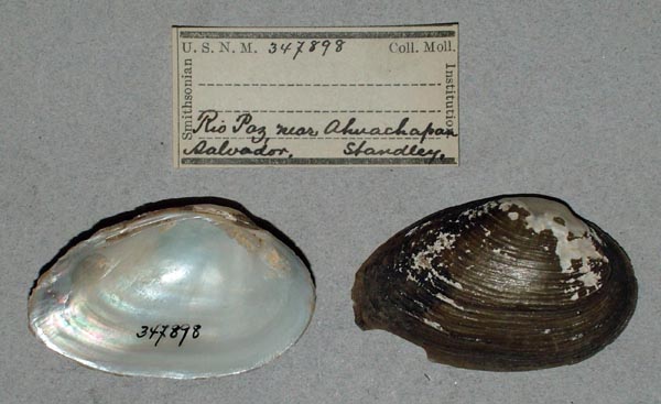 specimen