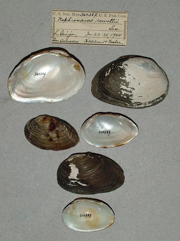 specimen