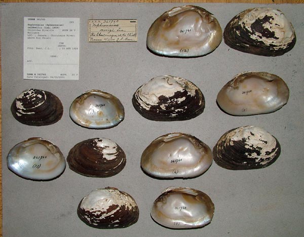 specimen