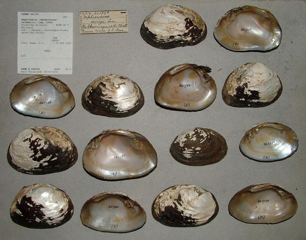 specimen