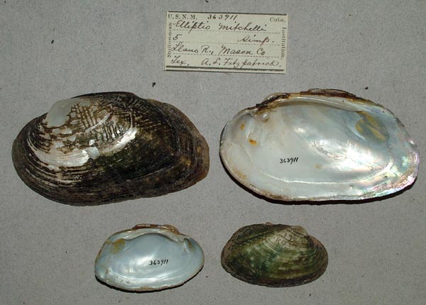 specimen
