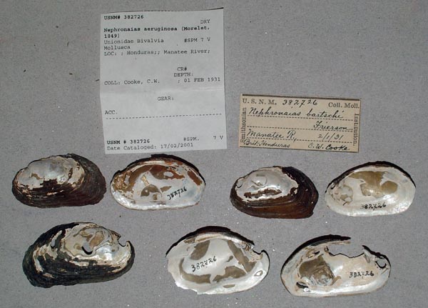 specimen