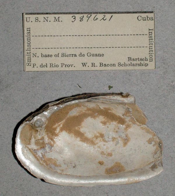 specimen