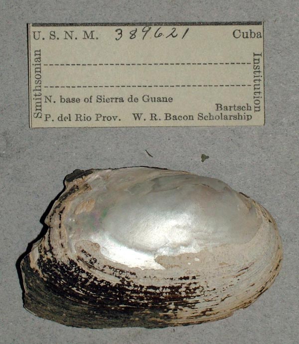 specimen