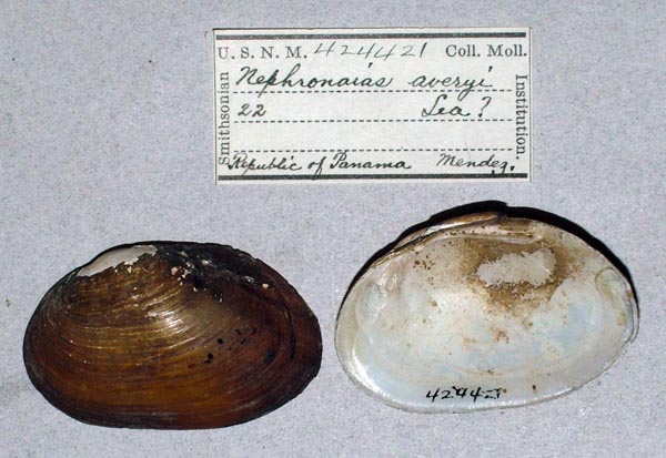 specimen