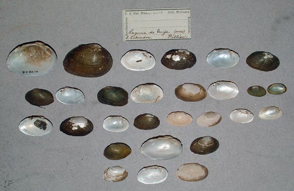 specimen