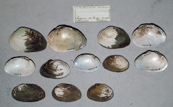 specimen