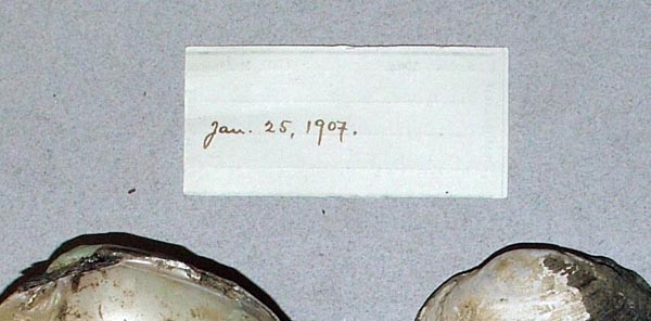 specimen