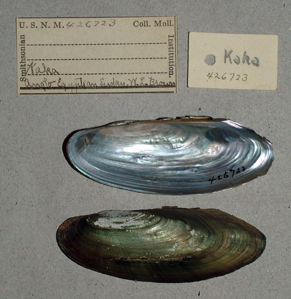 specimen