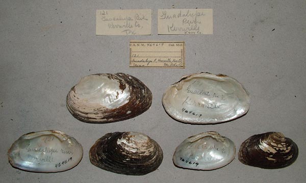 specimen