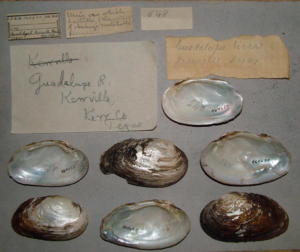specimen