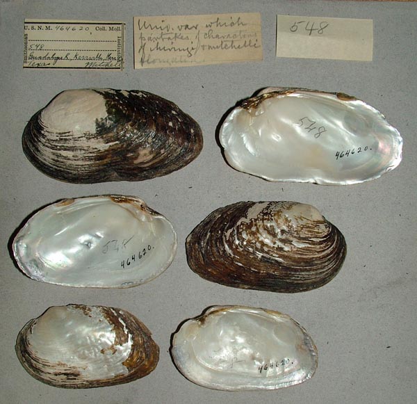 specimen