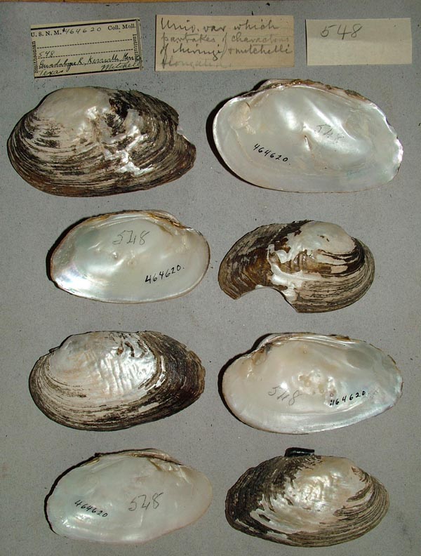 specimen