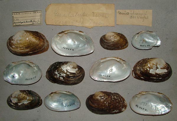 specimen