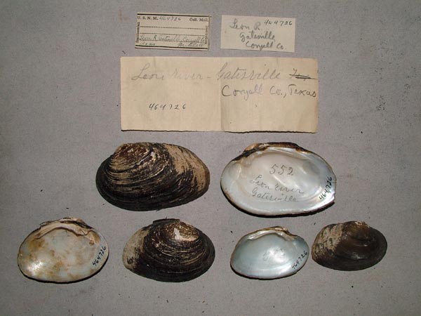 specimen