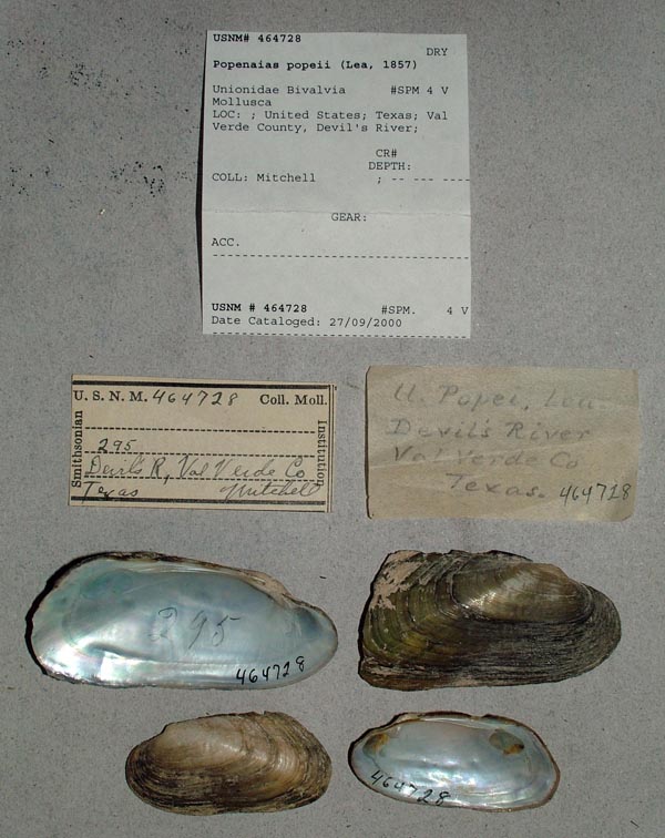 specimen