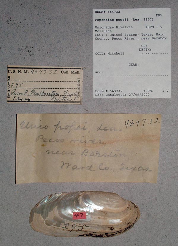 specimen