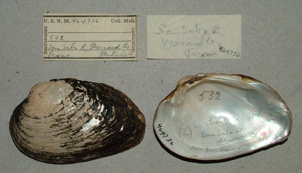 specimen