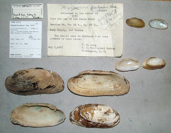 specimen