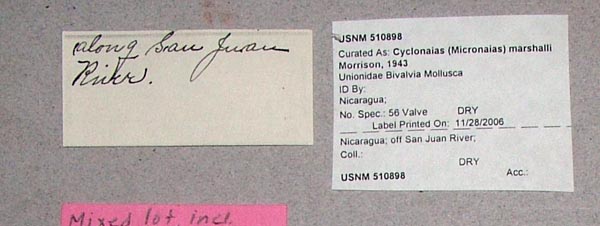 specimen