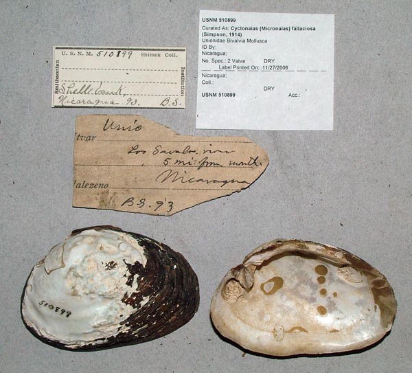 specimen