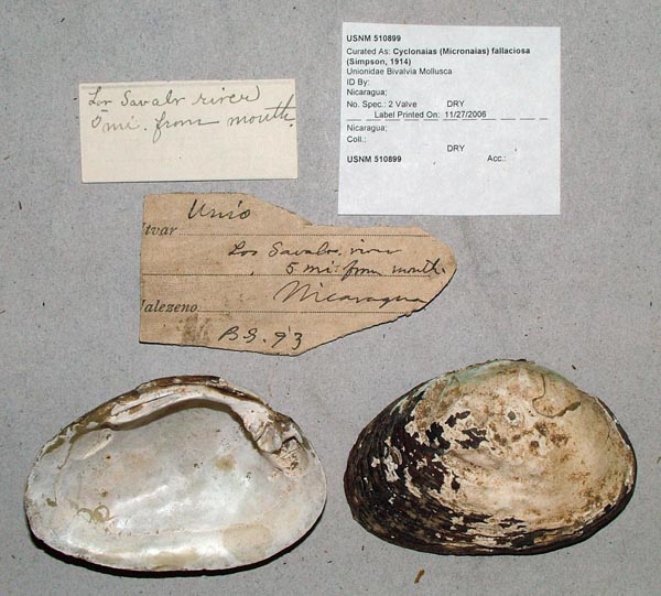 specimen