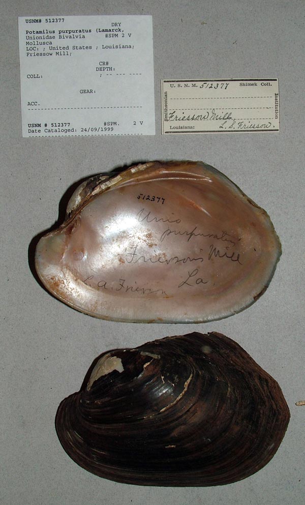 specimen