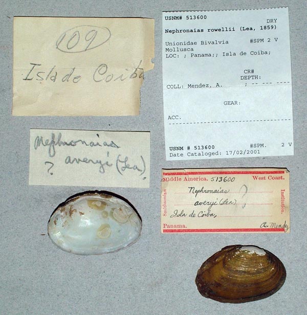specimen