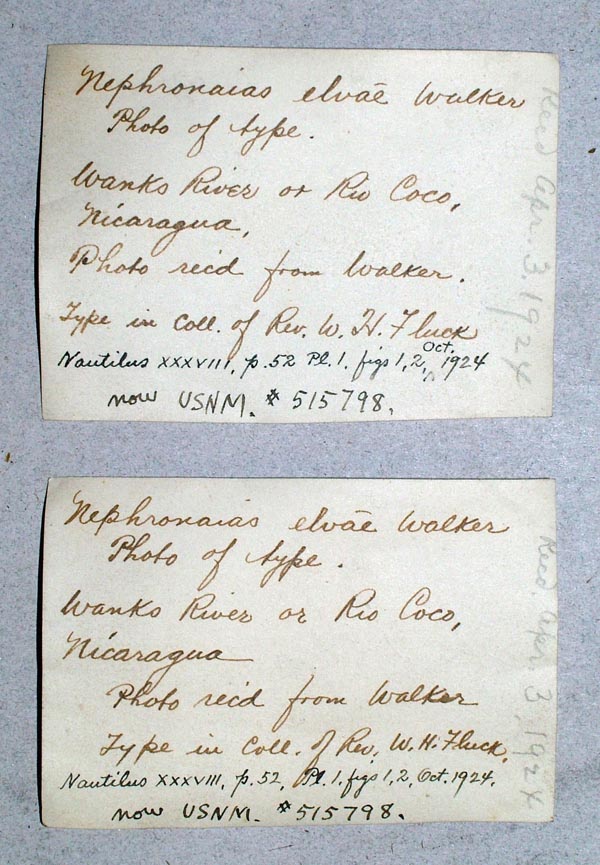 specimen