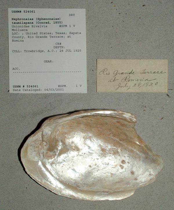 specimen