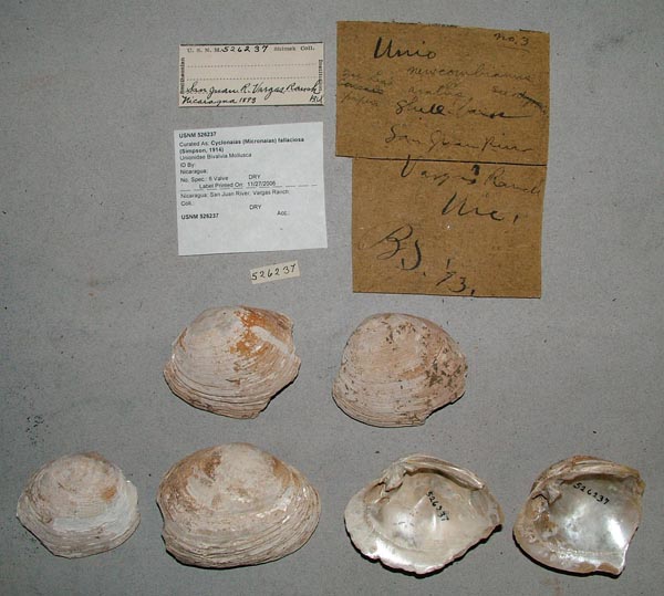 specimen