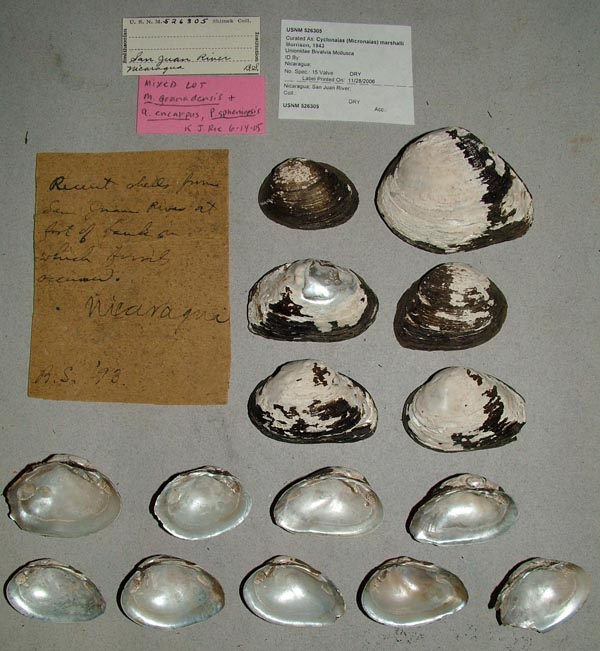 specimen