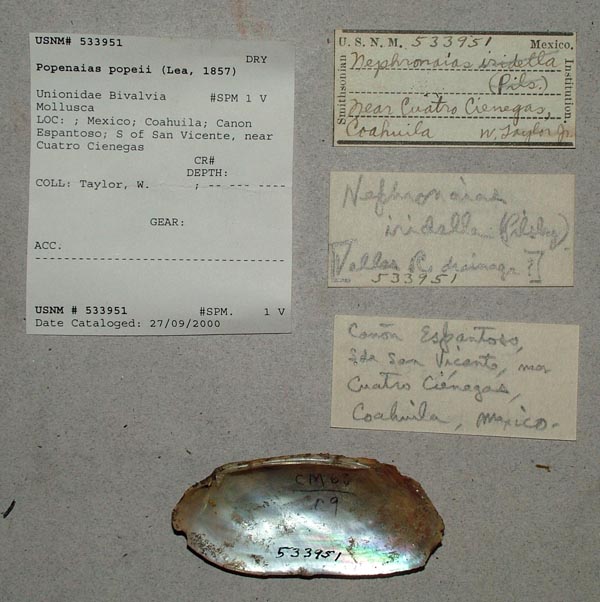 specimen