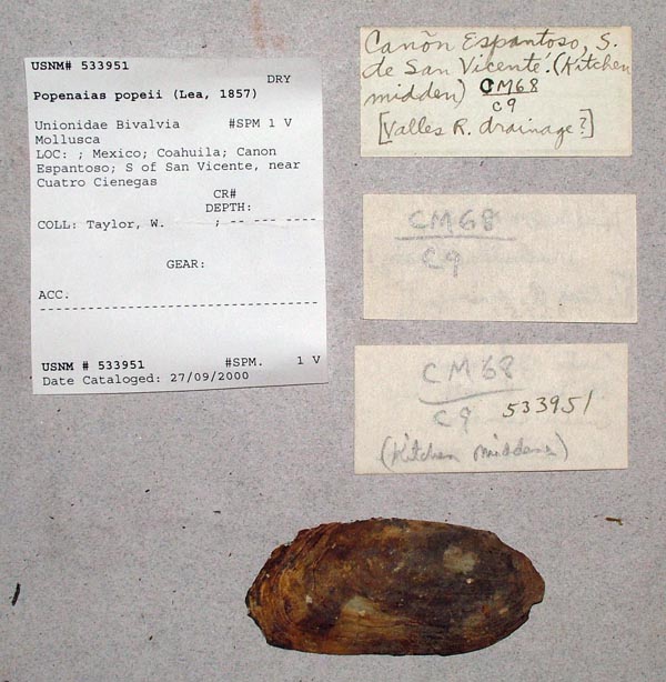 specimen